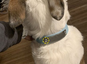 screw for Pet collars